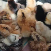 جوجه محلی یک روزه|حیوانات مزرعه|بابل, |دیوار