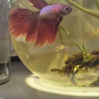 ماهی فایتر هافمون