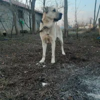 سگ سرابی|سگ|رشت, کوی امام رضا|دیوار