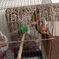 طوطی گرینچیک رام|پرنده|سنندج, |دیوار