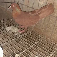 زرد‌‌  سرخ|پرنده|آبادان, |دیوار