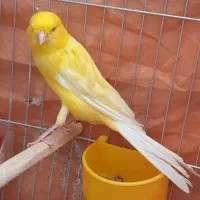 قناری نر طلایی بلند و کشیده وبخون|پرنده|خمینیشهر, |دیوار