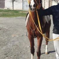 اسب پنج نشان عالی|اسب و تجهیزات اسب‌سواری|ملایر, |دیوار