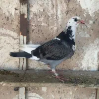 جوجه پلاکی|پرنده|تربت‌حیدریه, رجایی|دیوار