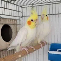 عروسی هلندی لوتیون