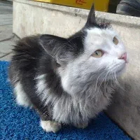 گربه ملوس|گربه|خوی, |دیوار