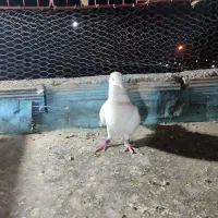 گرفتنی|پرنده|نیشابور, رحمت آباد|دیوار