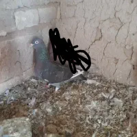 کبوتر جوین|پرنده|جوین, |دیوار