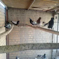 تعدادی کبوترسینه ای زاغ چشم ونوک ویک عددزیل|پرنده|فولادشهر, A4|دیوار