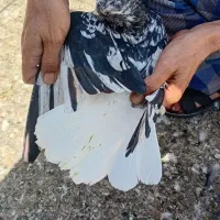 کبوتر سرور دم سفید درجه یک