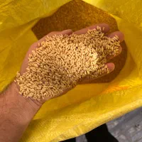 گندم بذری بوجاری شده