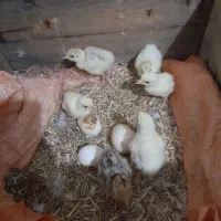 بوقلمون سه روزه