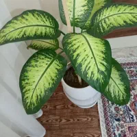 گل. منزلی.  زیبا