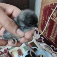 فروش جوجه دو روزه و یک هفته ای|حیوانات مزرعه|جهرم, |دیوار