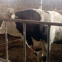 گوساله نر چاق