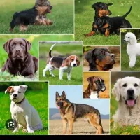 سگ نژاددار پیدا شده یک ماه قبل محدوده شیاده بابل