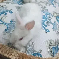 خرگوش|موش و خرگوش|بافق, |دیوار