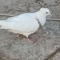 کفتر طوقی ماده|پرنده|پاکدشت, شهرک انقلاب|دیوار