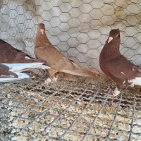 ۴تا دم سفید|پرنده|قزوین, |دیوار