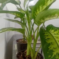 گل اپارتمانی|گل و گیاه طبیعی|قم, ولیعصر|دیوار