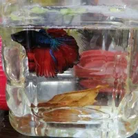 فایتر نروماده مولدهمراه بچه ماهی فایتر25روزه زرند