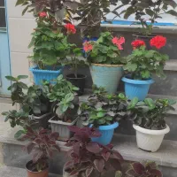 فروش گل
