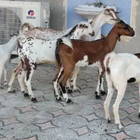 فروش کهره داشتی و گوشتی ونری شهری وگیسه|حیوانات مزرعه|قشم, |دیوار
