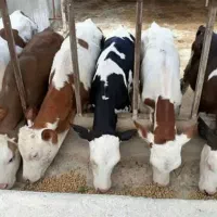 فروش فوق العاده|حیوانات مزرعه|جغتای, |دیوار