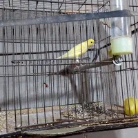 قناری|پرنده|ایذه, |دیوار