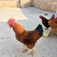 خروس محلی|حیوانات مزرعه|پردیس, فاز ۳|دیوار