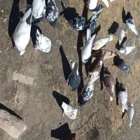 کبوتر رنگی فروشی موقعیت فریمان
