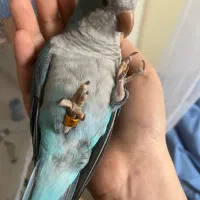 طوطی راهب ۵ ماهه با قفس و کیف حمل و غذا