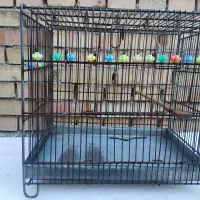 قفس سهره فضلی