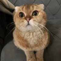 بریتیش اسکاتیش گلد