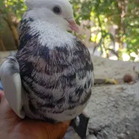 جفت طوقی هفت رنگ