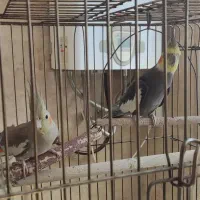 فروش ۳ عدد عروس هلندی بالغ آماده به کار|پرنده|قم, نوقطار|دیوار