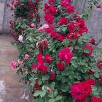 باغ منزل فروشی ۷۰۰متر