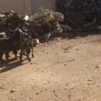 فروش بزغاله|حیوانات مزرعه|نجف‌آباد, حومه نجف آباد|دیوار