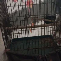 قفس کاسکویی و عروس هلندی