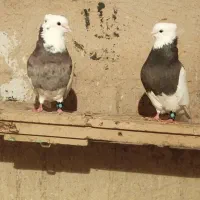 طوقی تهرانی