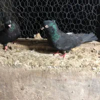 کبوتر درجه۱ معاوضه با تیک پاره یا ناوکلک