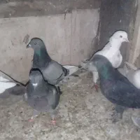شش عدد کبوتر