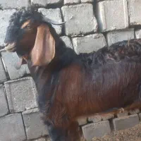 بزچاق وچله نر هردوتاباهم ۳۰میلیون|حیوانات مزرعه|هیرمند, |دیوار