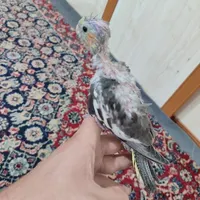 ۳عدد عروس هلندی سرلاکی اهلی|پرنده|تبریز, |دیوار