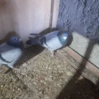 کبوتران دوبر