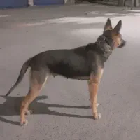 سگ ژرمن ماده