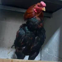 خروس ومرغ لاری|حیوانات مزرعه|ماهدشت, |دیوار