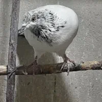 کبوتر پرشی  ایرانی|پرنده|شهریار, شهرک وائین|دیوار