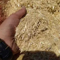 کاه گندم نرم