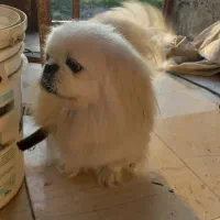 پکنیز امپریال ماده خالص|سگ|رشت, حافظ آباد|دیوار